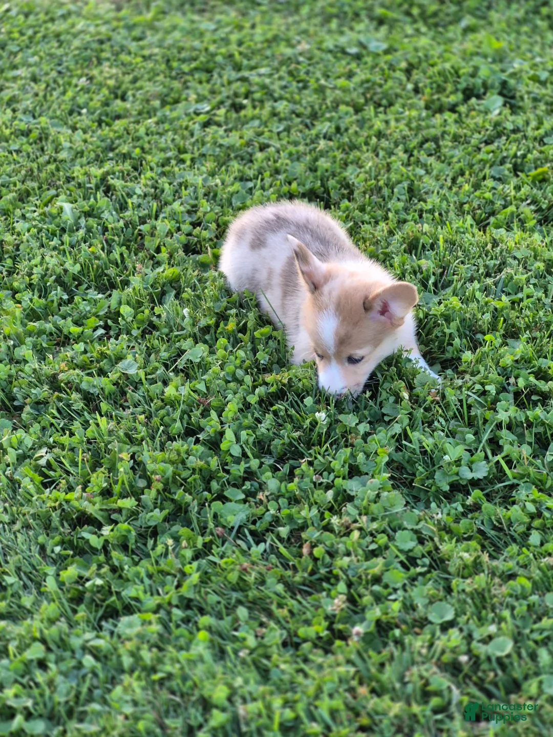 Welsh Corgi Pembroke dogs for sale: Tinkerbell - Ad 5