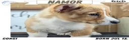 Welsh Corgi Pembroke dogs for sale: Namor  - Ad 1