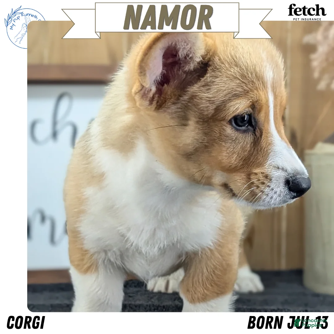 Welsh Corgi Pembroke dogs for sale: Namor  - Ad 1