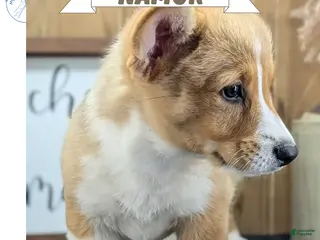 Welsh Corgi Pembroke dogs Namor - Ad 1