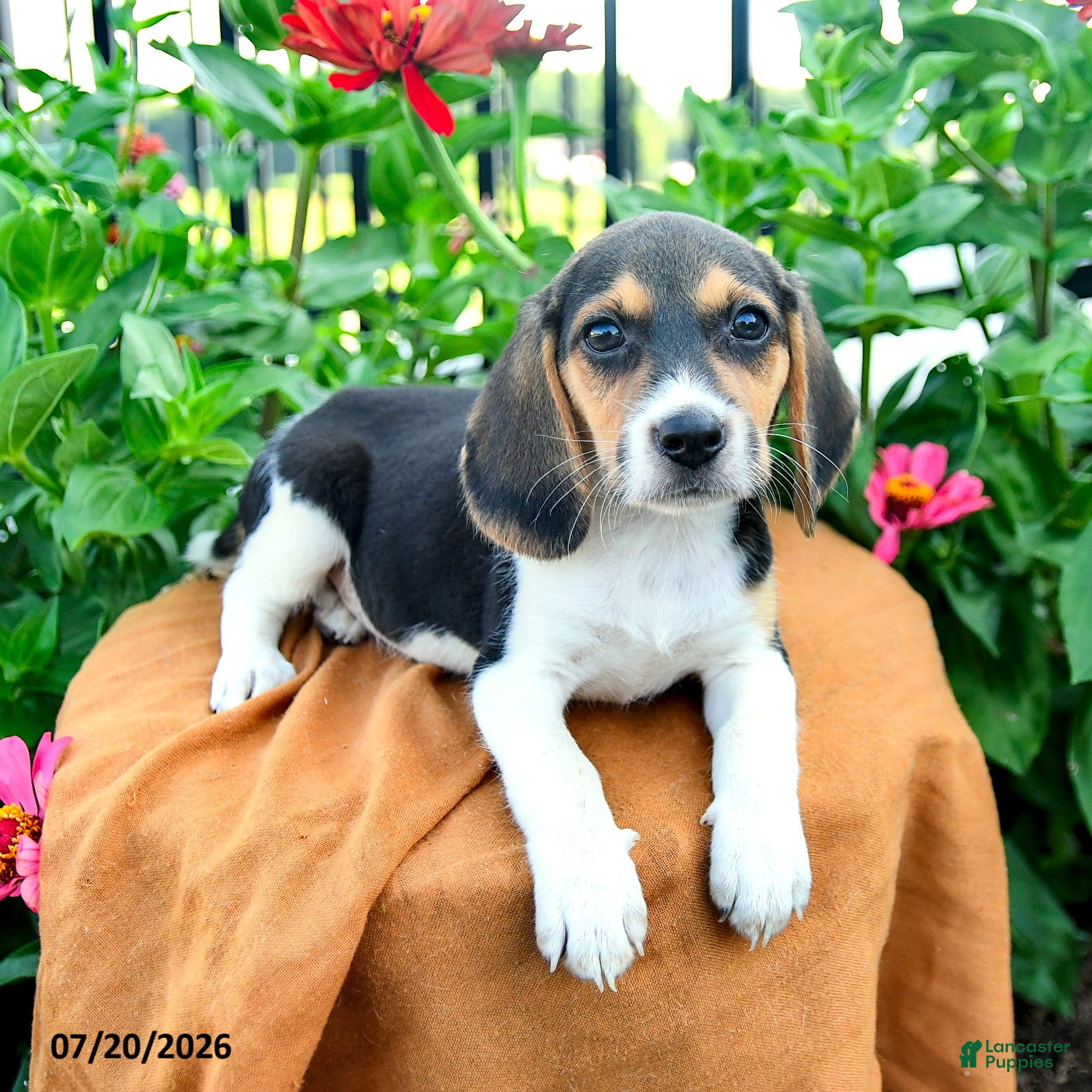 Beagle dogs Hazel - Ad 2