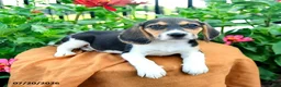 Beagle dogs for sale: Hazel - Ad 2