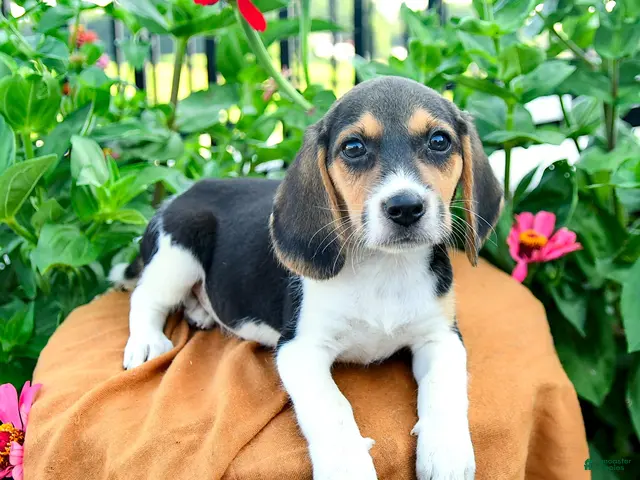 Beagle dogs Hazel - Ad 2
