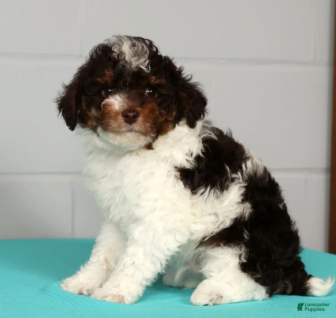 Toy Poodle dogs for sale: Max - Ad 6