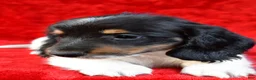 Miniature Dachshund dogs for sale: Logan - Ad 2