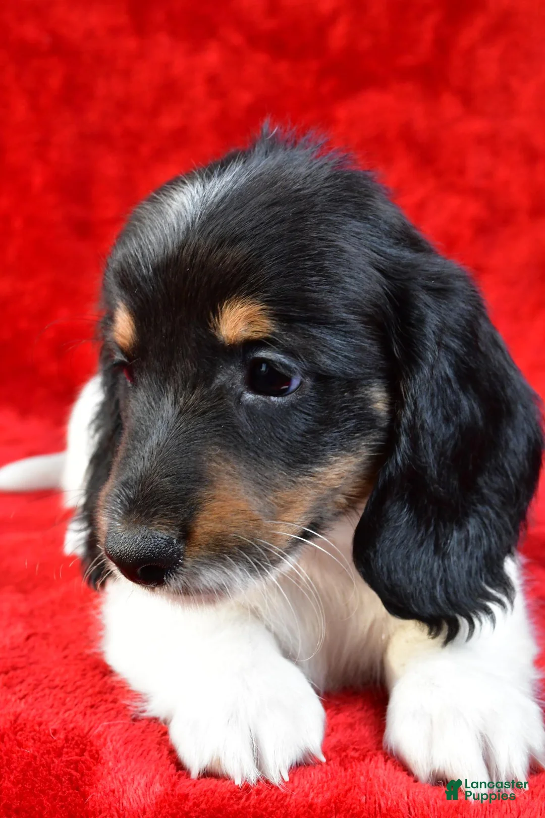 Miniature Dachshund dogs for sale: Logan - Ad 2