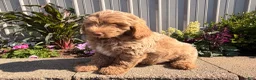 Goldendoodle dogs for sale: Mike - Ad 5