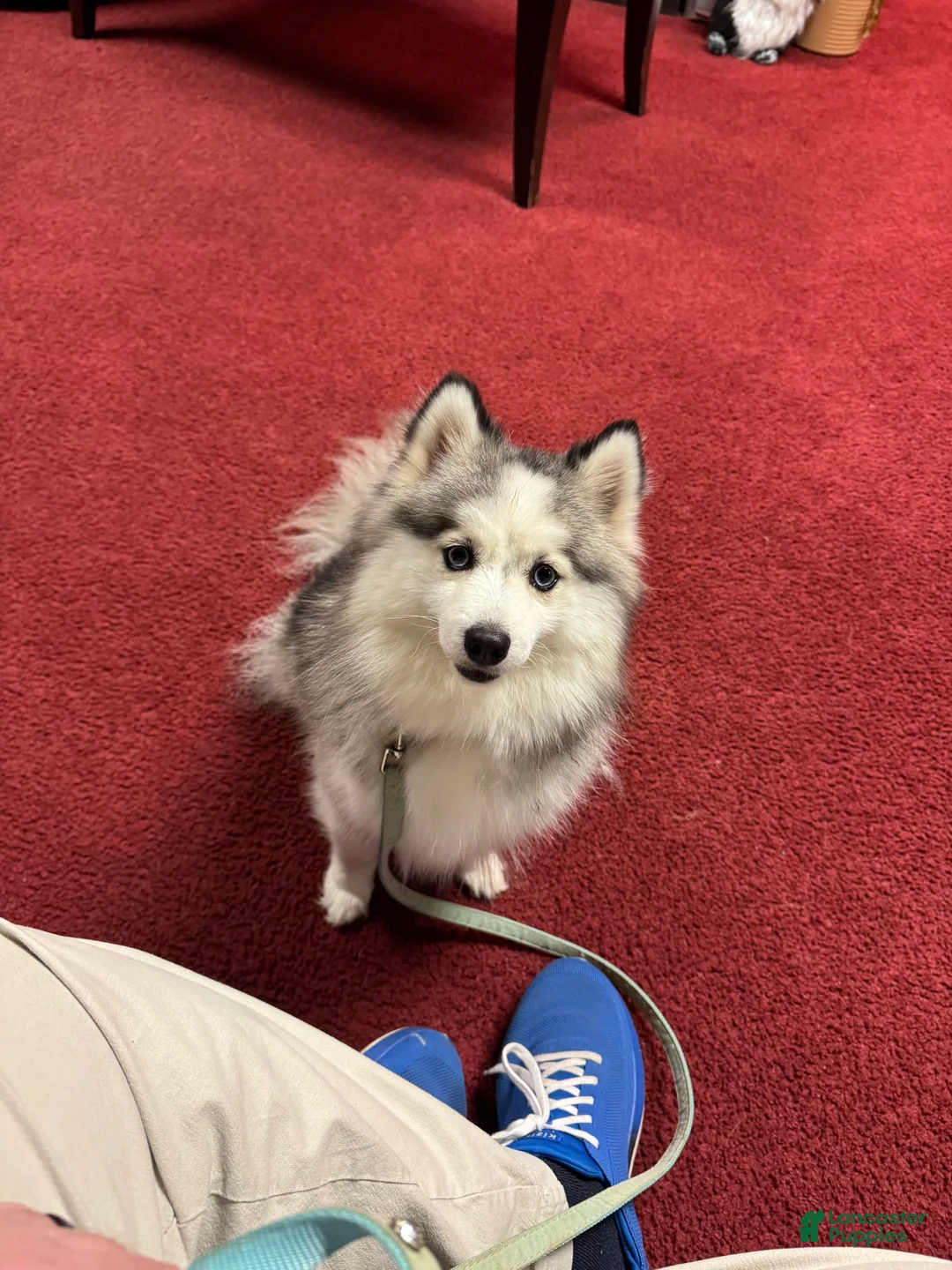 Gallery Image {{count}}