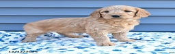 Goldendoodle dogs for sale: Bonnie - Ad 3