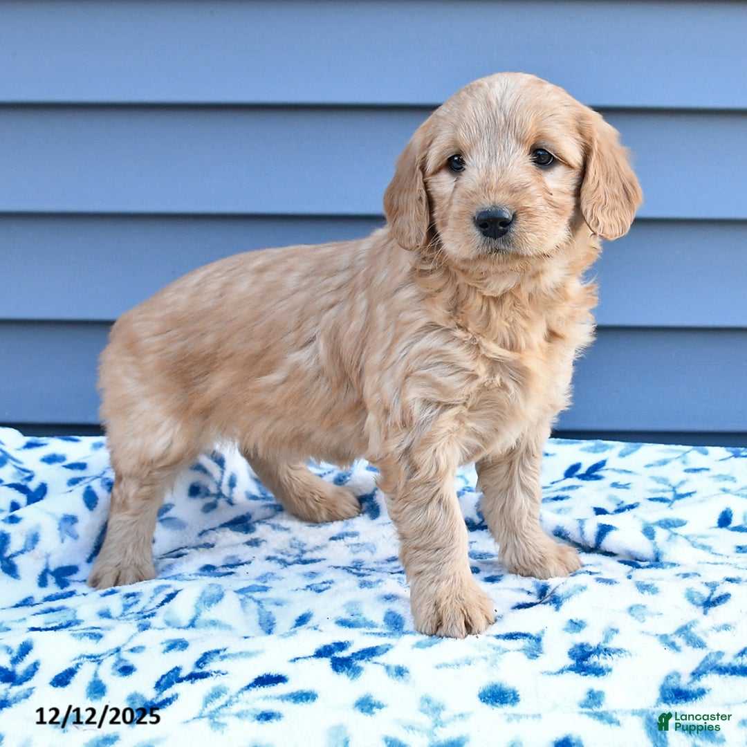 Goldendoodle dogs for sale: Bonnie - Ad 3