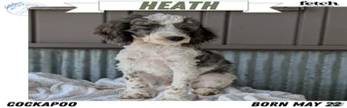 Heath