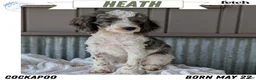 Cockapoo dogs for sale: Heath - Ad 1