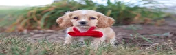 Cocker Spaniel dogs for sale: Boone - Ad 4