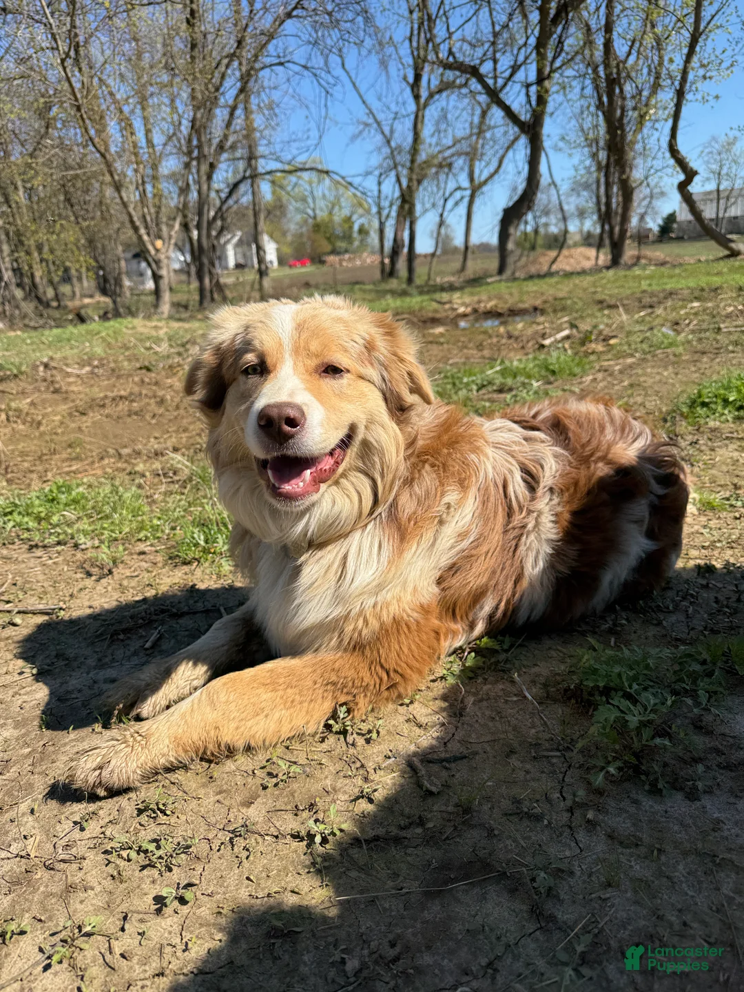 Australian Shepherd dogs for sale: Scout - Ad 7