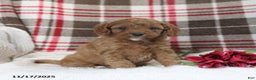 Cavapoo dogs for sale: Kyler - Ad 4