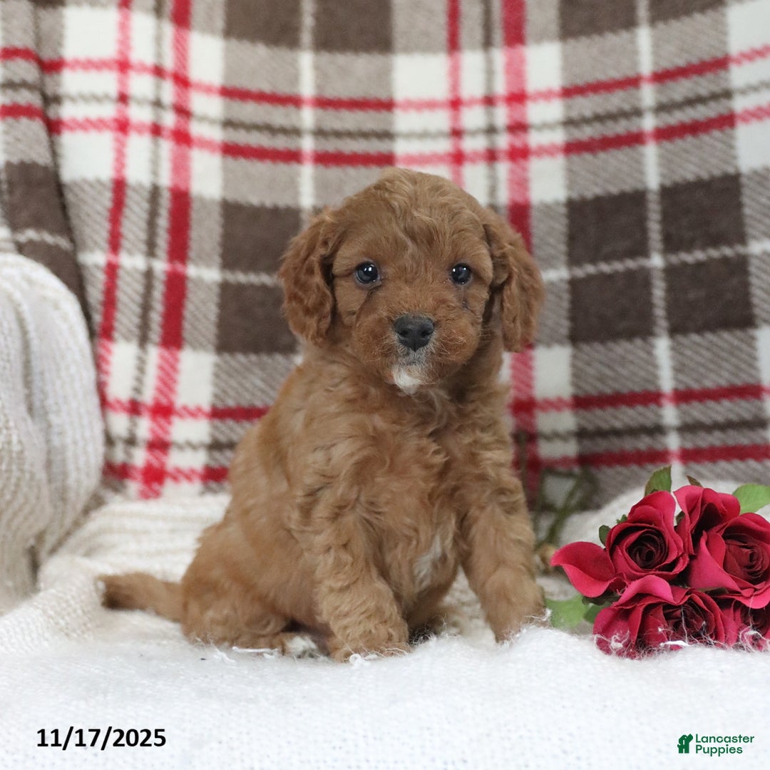 Cavapoo dogs for sale: Kyler - Ad 4