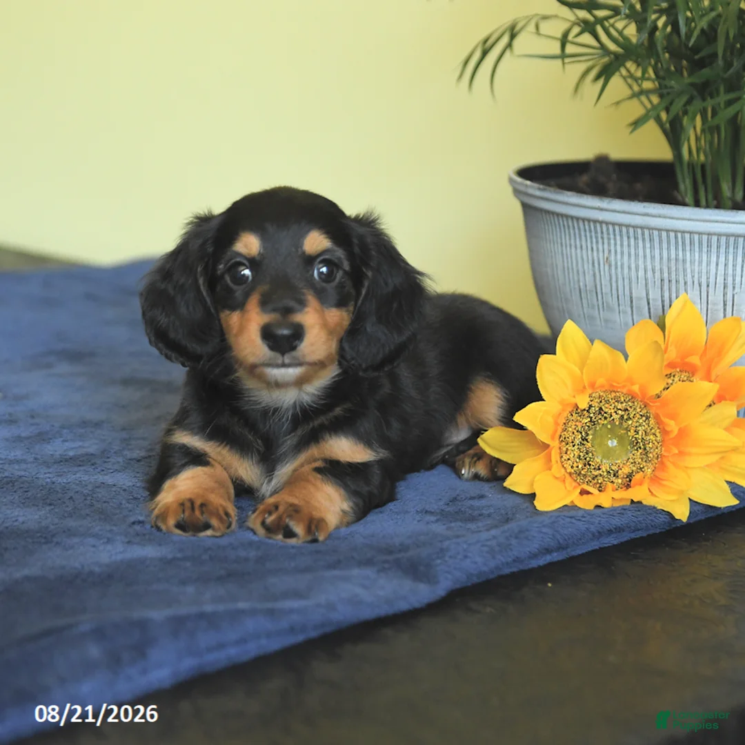 Miniature Dachshund dogs for sale: Matt  - Ad 2