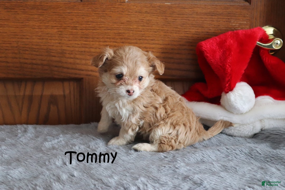 Miniature Poodle dogs for sale: Tommy - Ad 2