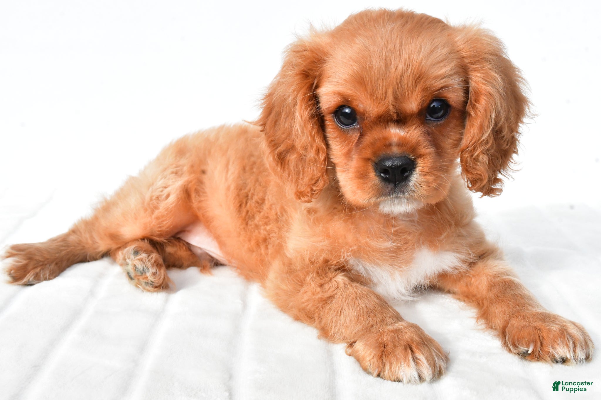Cavalier King Charles Spaniel dogs for sale: Cooper - Ad 1
