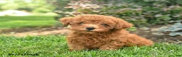 Miniature Poodle dogs for sale: Teddy  - Ad 3