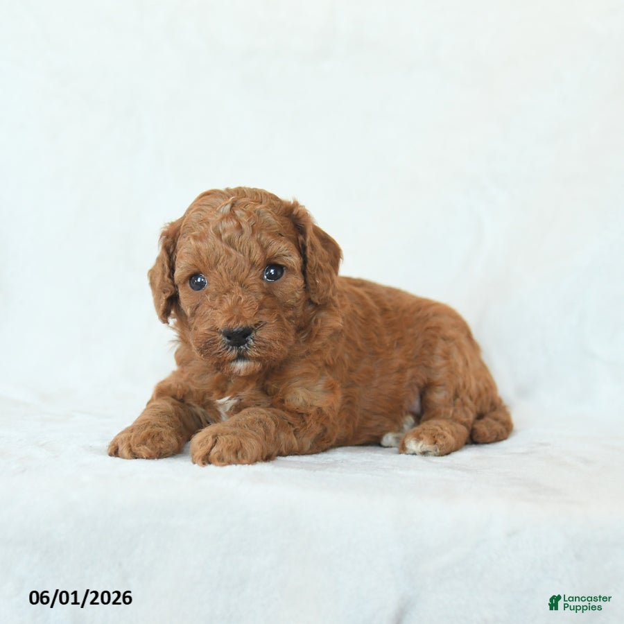 Cavapoo dogs Honey - Ad 2
