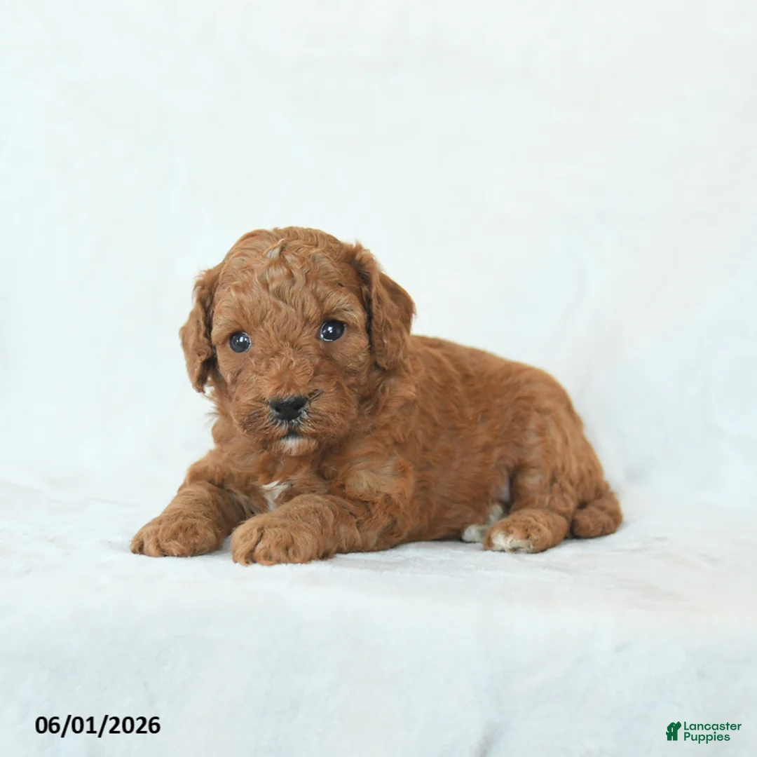 Cavapoo dogs for sale: Honey - Ad 2