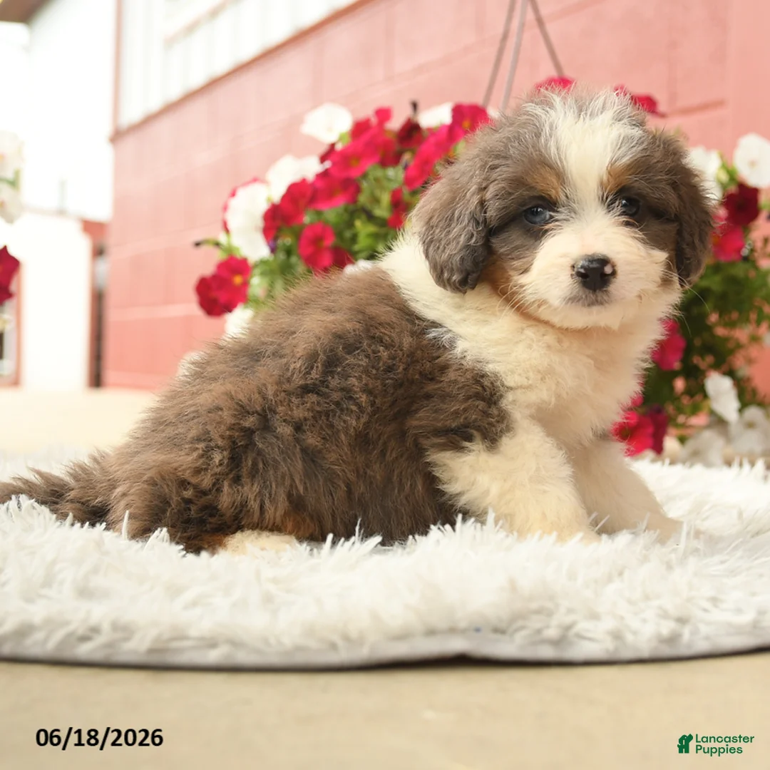 Aussiedoodle dogs for sale: Clause - Ad 2