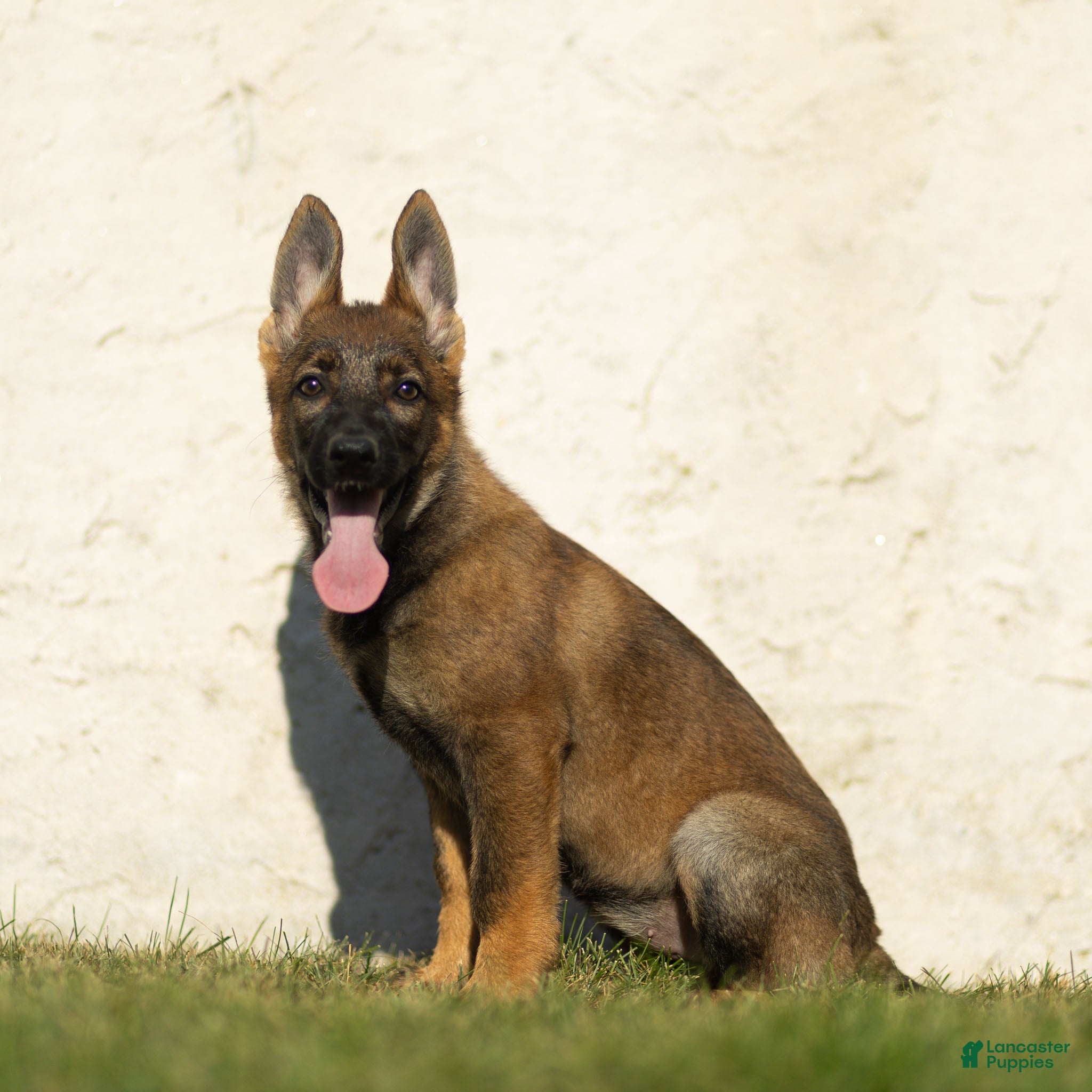 German Shepherd dogs Fia German Shepherd  - Ad 2
