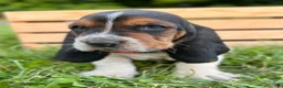 Basset Hound dogs for sale: Charlie - Ad 11
