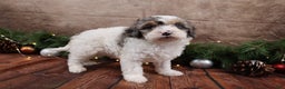 Cavapoo dogs for sale: NIcholas - Ad 3