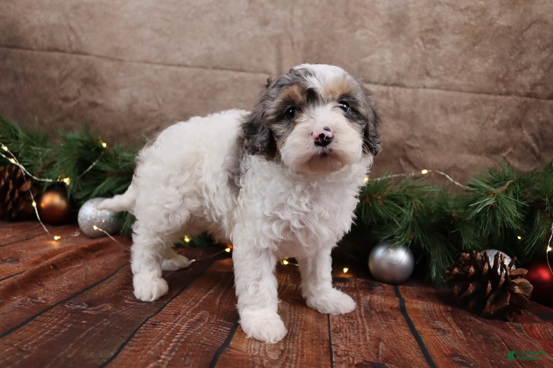 Cavapoo dogs for sale: NIcholas - Ad 3