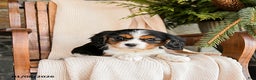 Cavalier King Charles Spaniel dogs for sale: Milkyway - Ad 2
