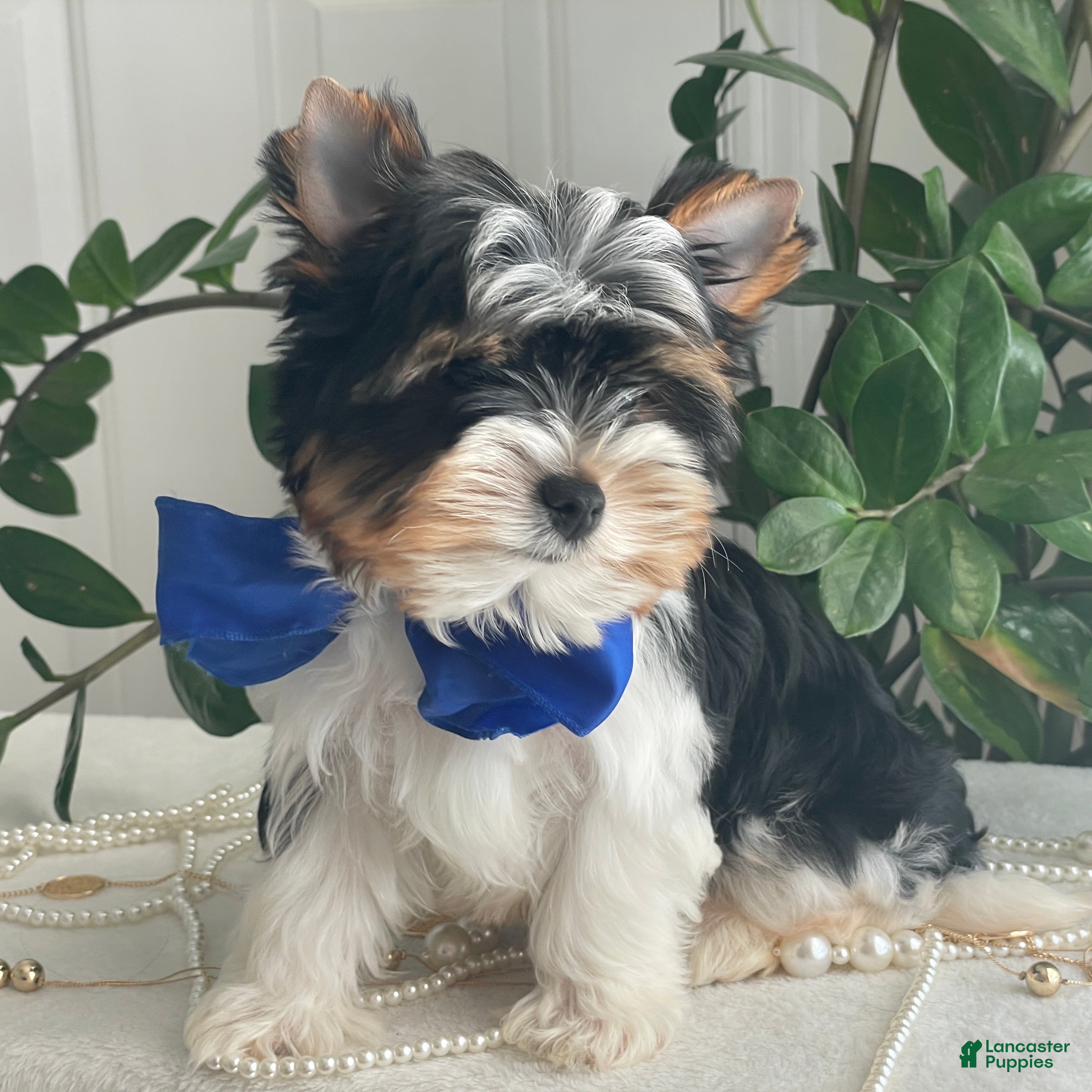 Biewer Terrier dogs Trey - Ad 2