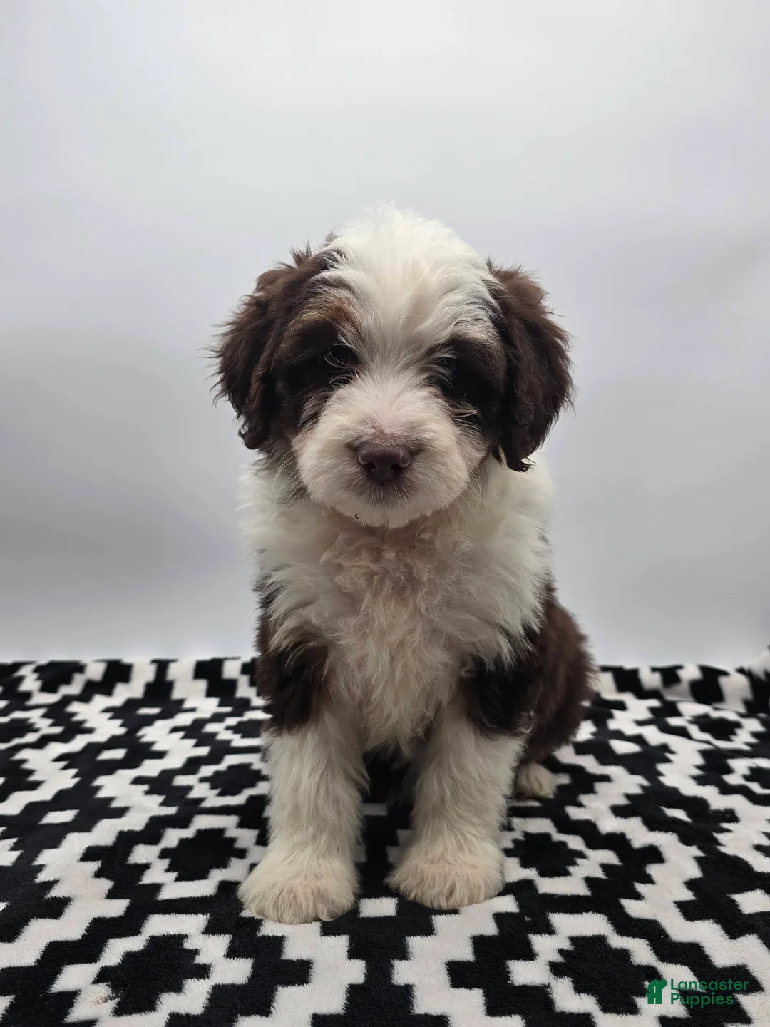 Aussiedoodle dogs for sale: Macey - Ad 6