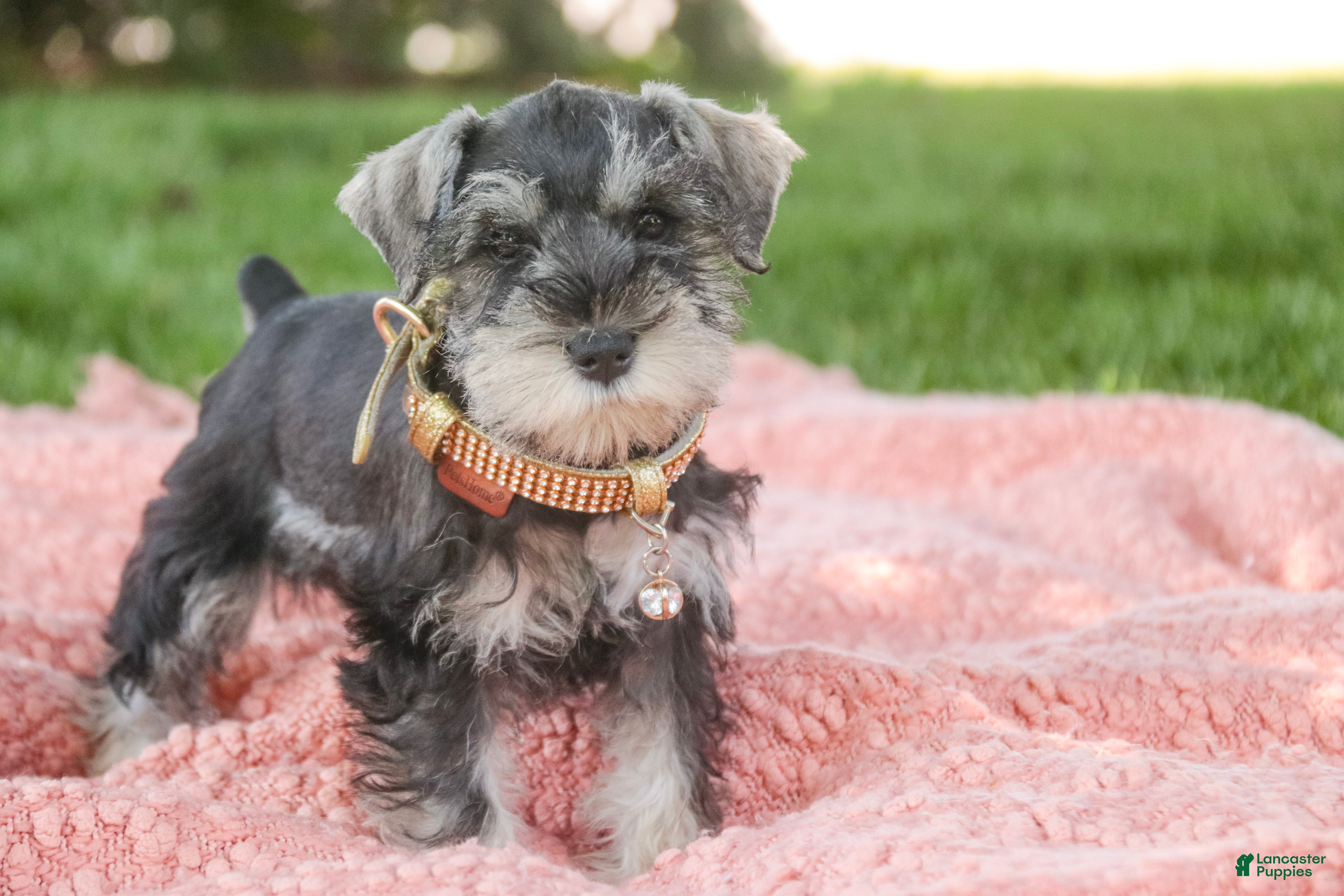 Miniature Schnauzer dogs Nellie Belle - Ad 1