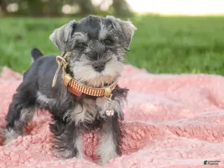 Miniature Schnauzer dogs for sale: Nellie Belle - Ad 1