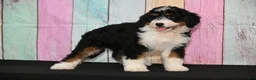 Bernedoodle dogs for sale: Bernedoodle 2 - Ad 4