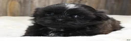 Shih Tzu dogs for sale: Lucy - Ad 1