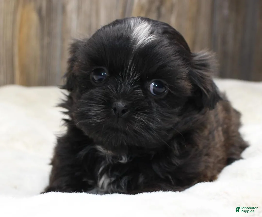 Shih Tzu dogs for sale: Lucy - Ad 1