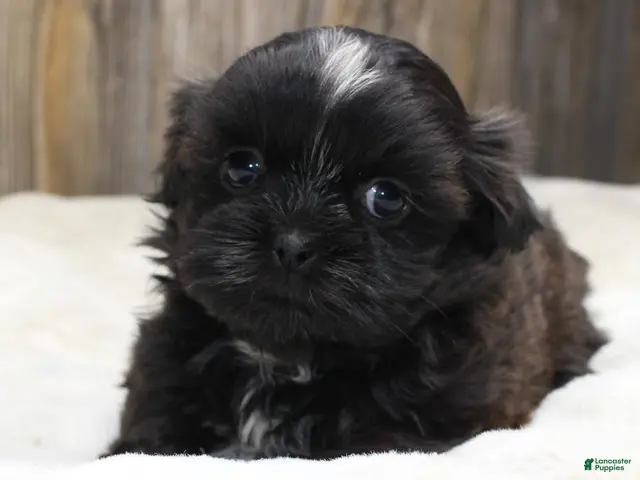 Shih Tzu dogs for sale: Lucy - Ad 7