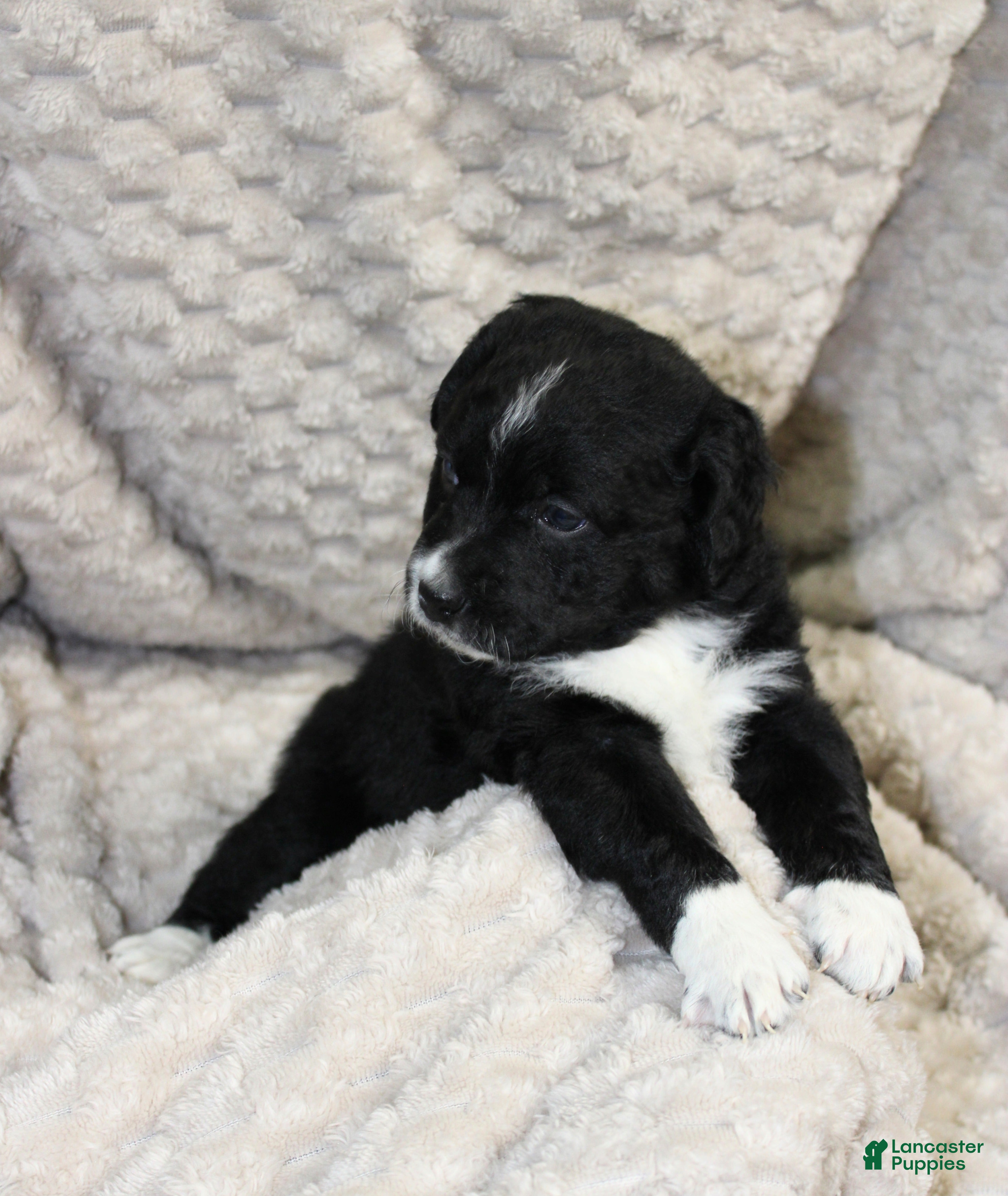 Mixed Breed dogs Eddie boy  - Ad 20