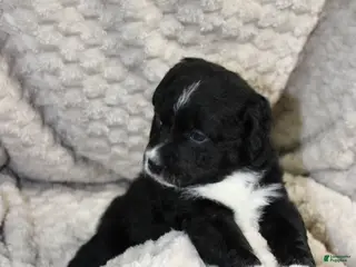 Mixed Breed dogs Eddie boy - Ad 7