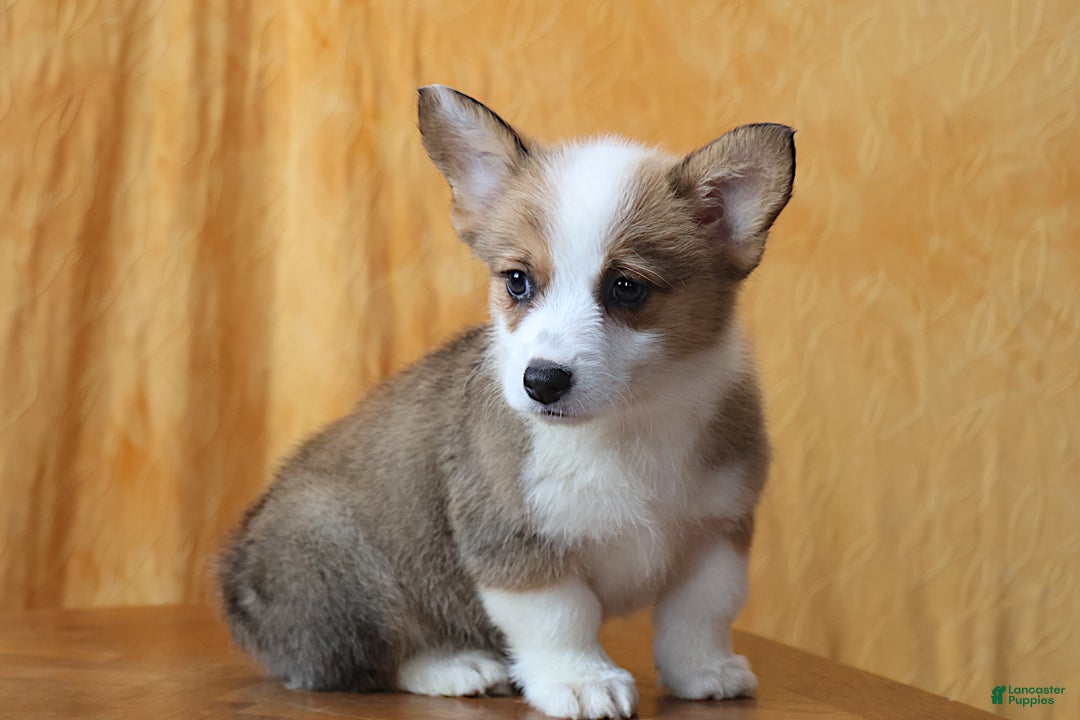 Welsh Corgi Pembroke dogs for sale: Sophie OFA Parents - Ad 3