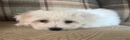 Coton De Tulear dogs for sale: Nash. Coton De Tulear 1 - Ad 3