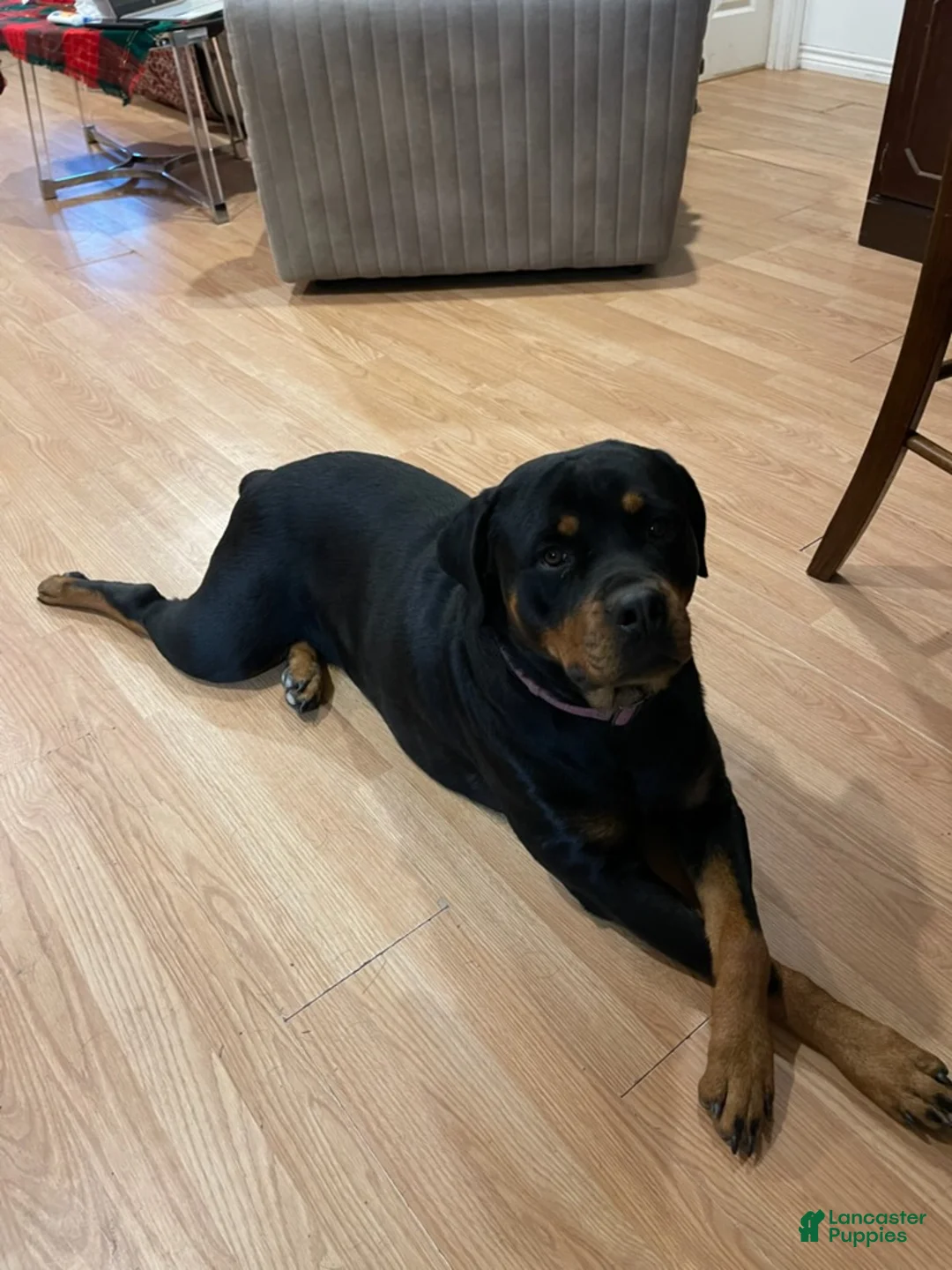 Rottweiler dogs for sale: Rottweiler Girl 1 - Ad 3