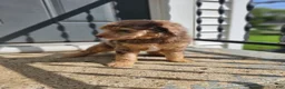 Standard Poodle dogs for sale: Elfie - Ad 4