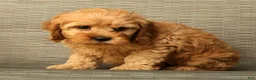 Cockapoo dogs for sale: Max - Ad 9