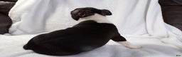Boston Terrier dogs for sale: Handsome AKC - Ad 4