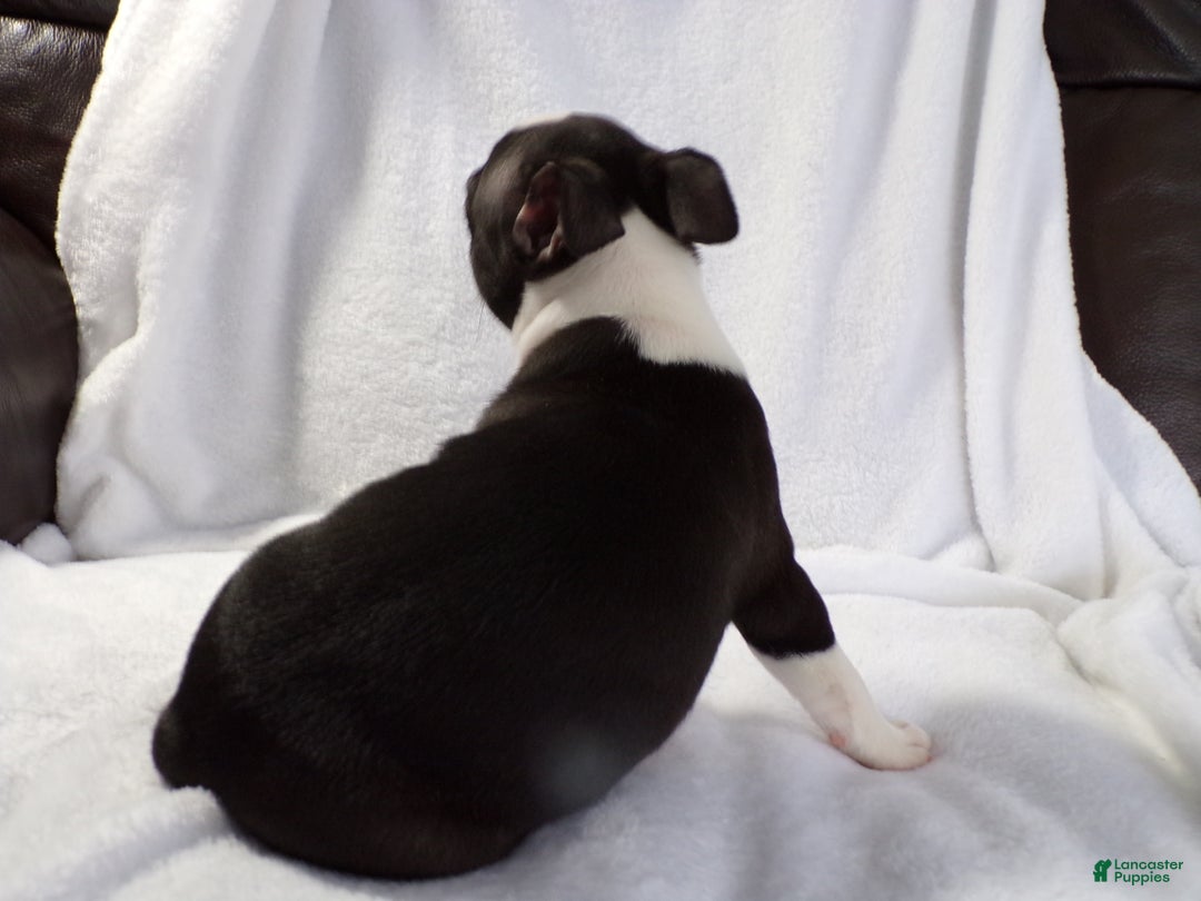 Boston Terrier dogs for sale: Handsome AKC - Ad 4