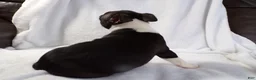 Boston Terrier dogs for sale: Handsome AKC - Ad 4